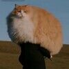 seaweed_catto